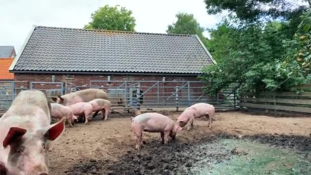 Vuile Boerderij Varkens Een Boerderij Het Dorp Zwijn Bedekt Met — Stockvideo