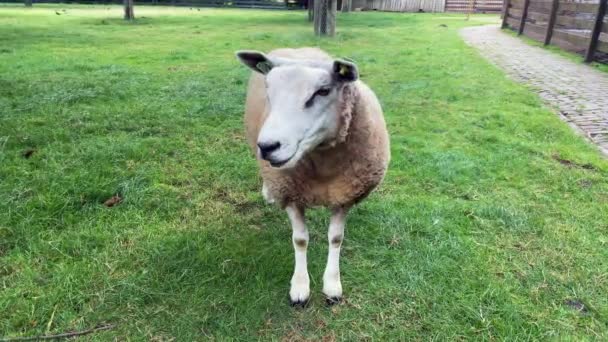 Portret Van Schapen Weide Een Weiland Een Boerderij Ecologische Schapenhouderij — Stockvideo