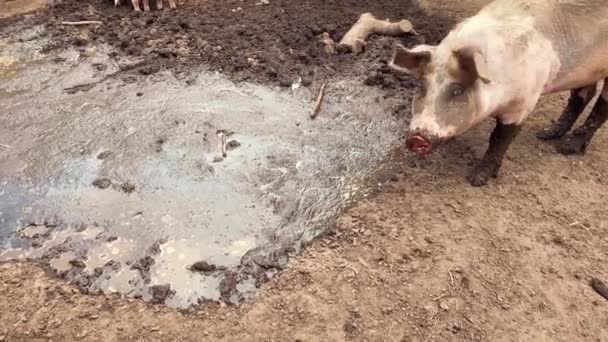 Ferme sale, cochons sur une ferme dans le village. Porcs couverts de boue 