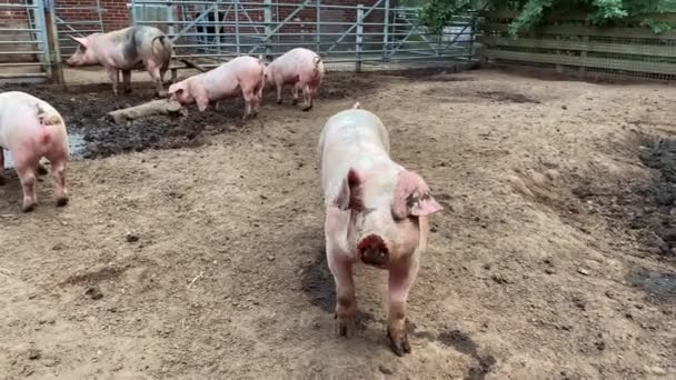 Dirty Farm Pigs Farm Village Swine Covered Mud — Stock Video