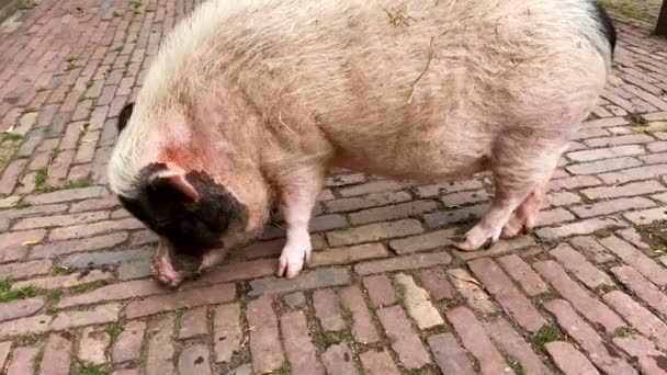 Dorfbauernhof Auf Der Wiese Spaziert Ein Mini Schwein — Stockvideo