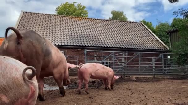 肮脏的农场 村子里农场里的猪 被泥巴覆盖的猪 — 图库视频影像