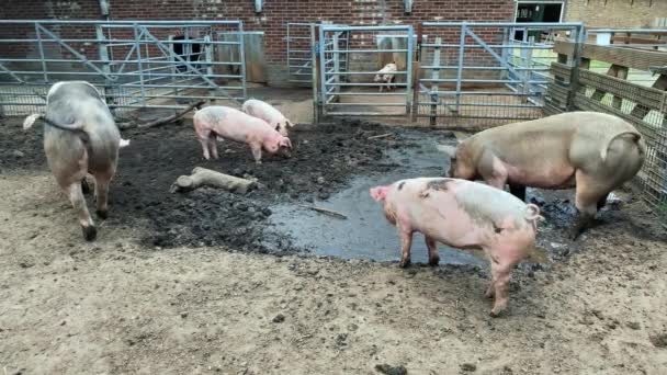 肮脏的农场 村子里农场里的猪 被泥巴覆盖的猪 — 图库视频影像