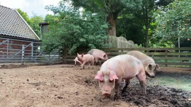 Dirty Farm Pigs Farm Village Swine Covered Mud — Stock Video