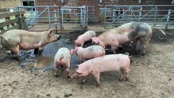 Granja Sucia Cerdos Una Granja Pueblo Porcinos Cubiertos Barro — Vídeo de stock