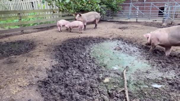 Granja Sucia Cerdos Una Granja Pueblo Porcinos Cubiertos Barro — Vídeo de stock