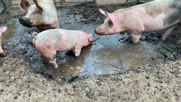 Fattoria Sporca Maiali Una Fattoria Nel Villaggio Suini Ricoperti Fango — Video Stock