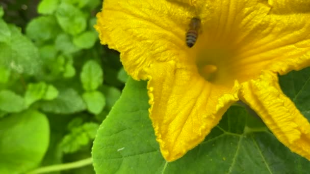 蜜蜂一边喝花蜜一边给黄色的南瓜花授粉 — 图库视频影像