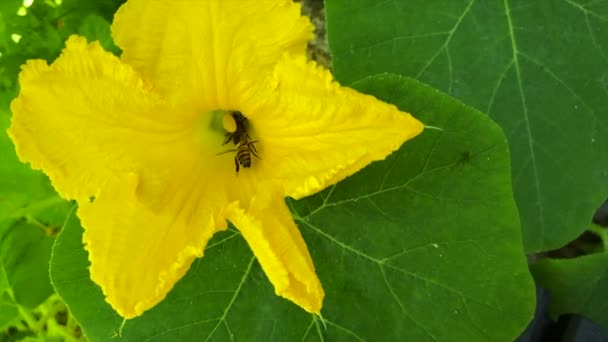 Api Impollinano Fiore Giallo Zucca Mentre Bevono Nettare — Video Stock