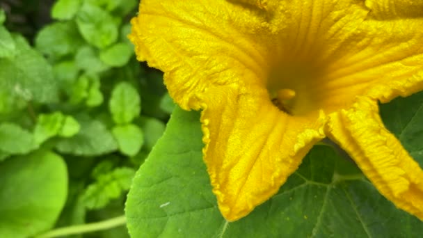 Abelhas Polinizam Flor Amarela Abóbora Enquanto Bebem Néctar — Vídeo de Stock