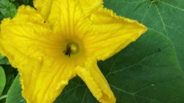 Una Abeja Poliniza Flor Calabaza Amarilla Mientras Bebe Néctar — Vídeo de stock