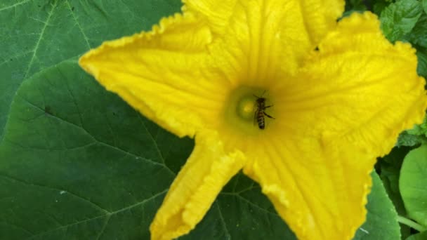 Cámara Lenta Agricultura Insectos Polinizando Calabaza Jardín Casero Prácticas Agrícolas — Vídeo de stock