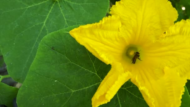 スローモーション 家庭菜園でカボチャを受粉させる昆虫 農業の実践 — ストック動画