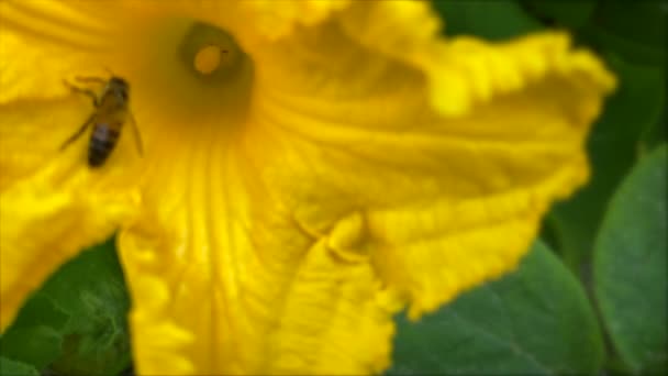 Lassú Mozgás Mezőgazdaság Rovarok Pollinating Pumpkin Home Garden Mezőgazdasági Gyakorlat — Stock videók