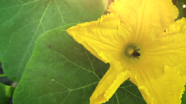 Ralenti Agriculture Insectes Pollinisant Citrouille Dans Jardin Familial Pratique Agricole — Video