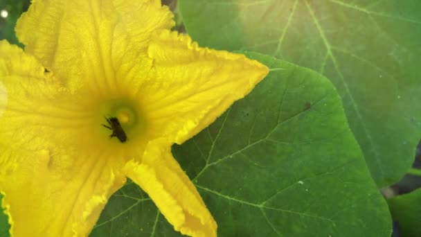 スローモーション 家庭菜園でカボチャを受粉させる昆虫 農業の実践 — ストック動画