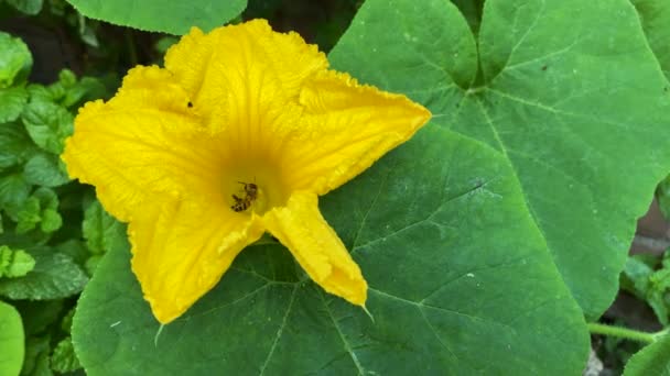 Lassú Mozgás Mezőgazdaság Rovarok Pollinating Pumpkin Home Garden Mezőgazdasági Gyakorlat — Stock videók