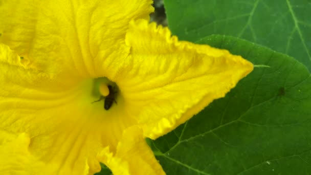 Una Abeja Poliniza Flor Calabaza Amarilla Mientras Bebe Néctar — Vídeo de stock