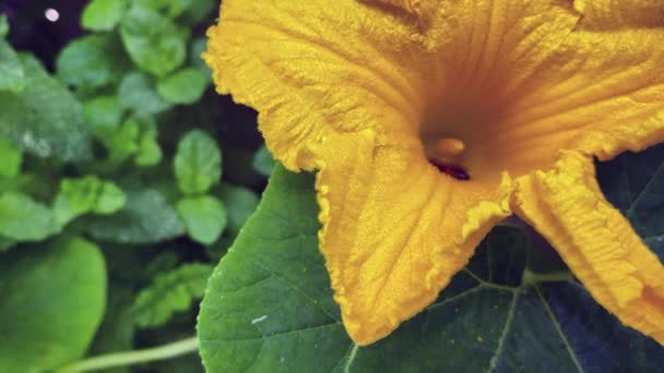 Una Abeja Poliniza Flor Calabaza Amarilla Mientras Bebe Néctar — Vídeo de stock