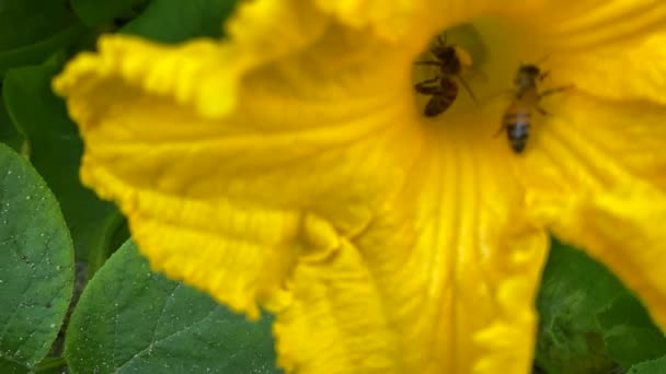 蜜蜂一边喝花蜜一边给黄色的南瓜花授粉 — 图库视频影像