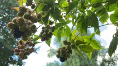 Yazın mavi gökyüzünün arka planında böğürtlen dalı. Taze böğürtlenler dallarda yetişiyor.