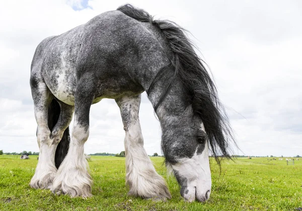 Αγροτικό Τοπίο Όμορφη Ολλανδική Σχέδιο Άλογο Βόσκησης Ένα Λιβάδι Στο — Φωτογραφία Αρχείου