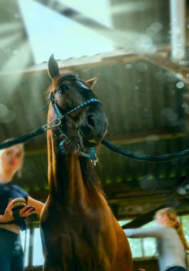 Seçici odaklanma. Çocuklar eski ahırda atlara bakarlar. Atları fırçayla tımar eden, temizleyen ve atlara bakan kızlar.