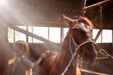 Çocuklar eski ahırda atlara bakarlar. Atları fırçayla tımar eden, temizleyen ve atlara bakan kızlar.