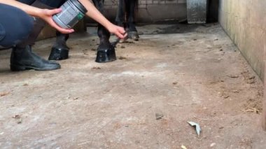 Sevimli genç kız koşum takımı aygırı. Kız temizliği ve at bakımı