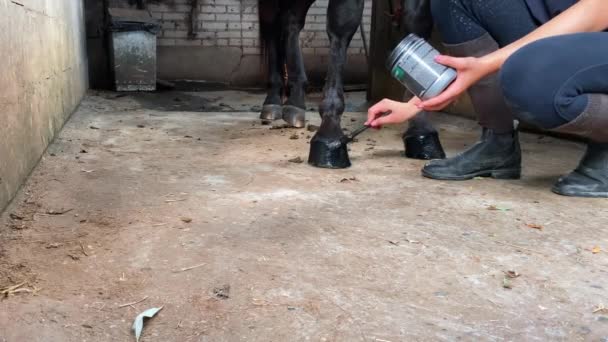 Cute Teenage Girl Harness Stallion Girl Cleaning Taking Care Horse — Stock Video