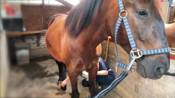 Menina Adolescente Bonito Garanhão Arnês Menina Limpeza Cuidar Cavalo — Vídeo de Stock