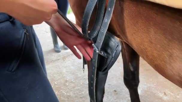 Schattig Tienermeisje Harnas Hengst Meisje Schoonmaken Verzorgen Van Paard — Stockvideo