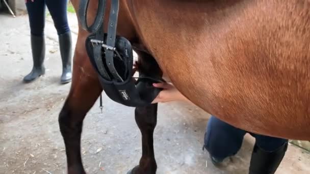 Linda Adolescente Arnés Semental Chica Limpieza Cuidado Caballo — Vídeos de Stock