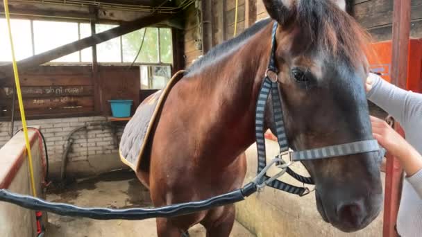 Cuida Del Caballo Viejo Establo Chica Aseo Caballo Con Cepillo — Vídeos de Stock