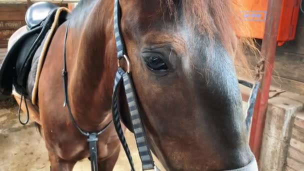 Close Portret Stallion Stable Horse — Stock Video