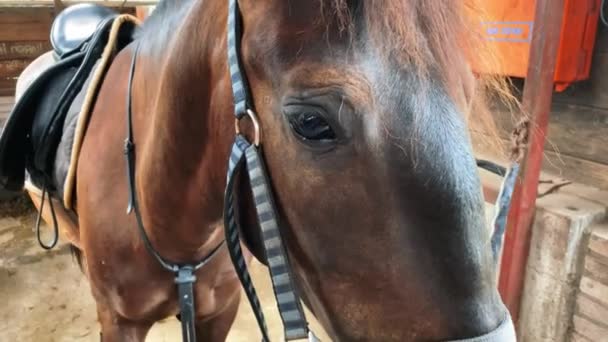 Ferme Portret Étalon Cheval Écurie — Video