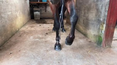 Kapatın. Ahırdaki aygır Portret.