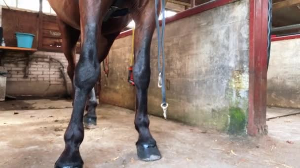 Sluit Maar Portret Van Hengst Stabiel Paard — Stockvideo