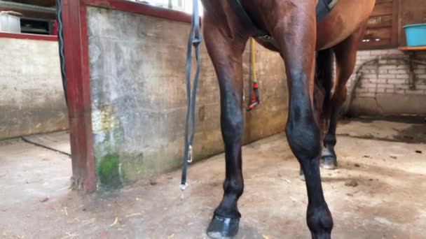 Ferme là. Portret d'étalon en cheval d'écurie