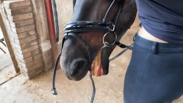 Cute Teenage Girl Harnessing Stallion Lips Horse Bridle Close — Stock Video