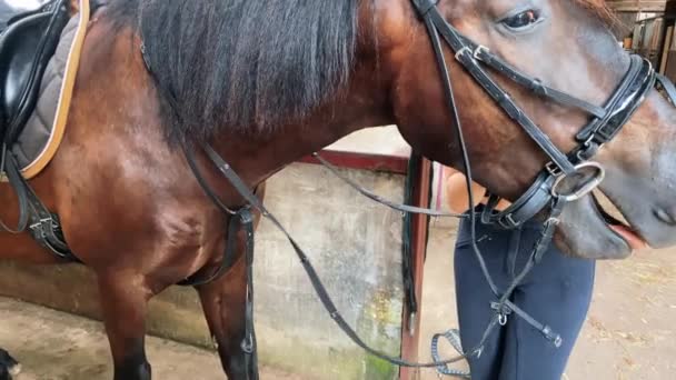 Jovencita Jinete Está Sentado Caballo Verano Día Soleado Niños Rancho — Vídeos de Stock