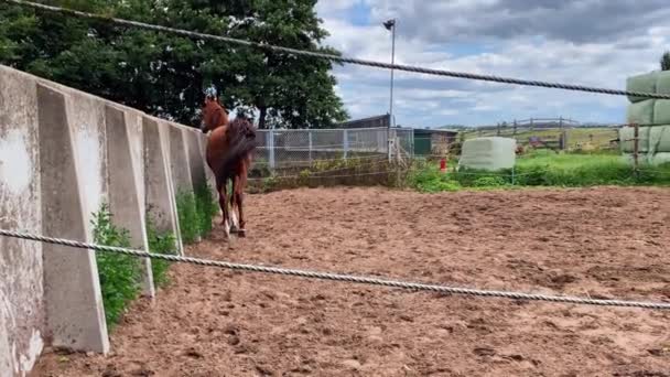 Hermoso Semental Joven Rancho Ganadería Cría Caballos Pura Raza — Vídeos de Stock