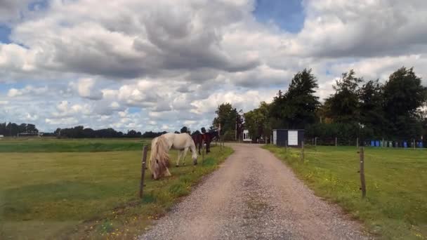 靠近点骑在马背上的种马 — 图库视频影像