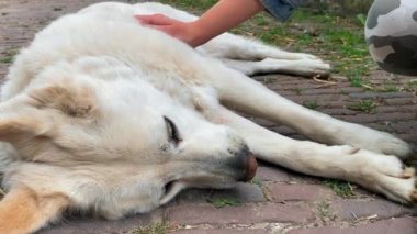 Kapatın. Çiftlikte genç bir kız tarafından okşanan beyaz bir bekçi köpeğinin portresi. El ve köpek manzarası. 