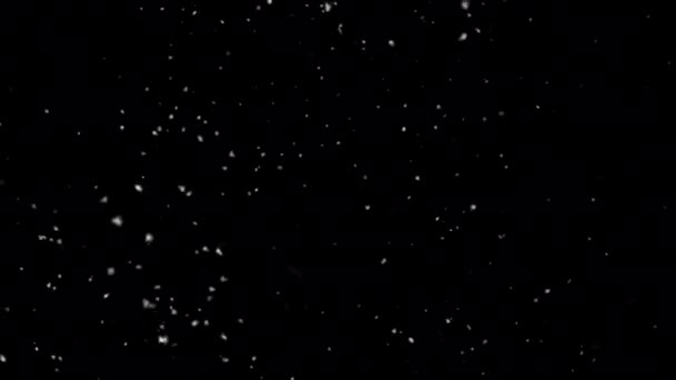Schneegestöber Faltende Schneeflocken Auf Isoliertem Schwarzen Hintergrund Weihnachtswetter — Stockvideo