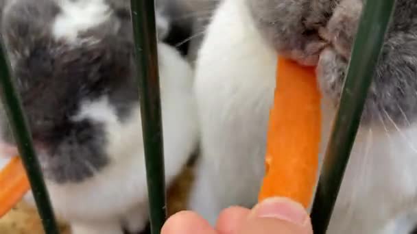 Kinder Füttern Kaninchen Von Hand Mit Einer Karotte Fette Flauschige — Stockvideo