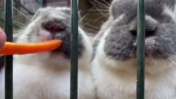 孩子们手拿着胡萝卜喂兔子 肥肥的绒毛兔子吃胡萝卜 — 图库视频影像