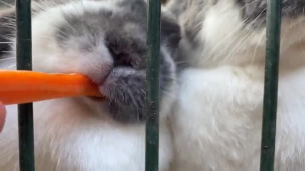 Kinder Füttern Kaninchen Von Hand Mit Einer Karotte Fette Flauschige — Stockvideo