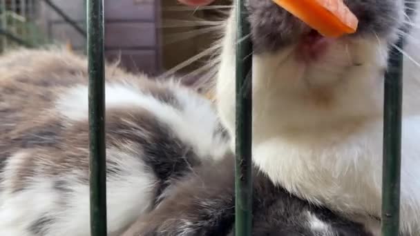 Kinder Füttern Kaninchen Von Hand Mit Einer Karotte Fette Flauschige — Stockvideo