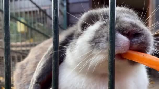 Жирные Пушистые Кролики Едят Морковь — стоковое видео